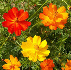 Cosmos Flower DELUXE Mix 12 Varieties Annual Summer Blooms Non-GMO 100 Seeds!