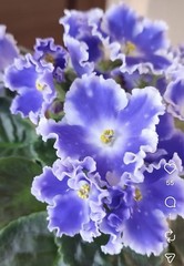 African Violet PLANT ~ NK- Spokoynoy Nochi (Good Night) Leaf Pot