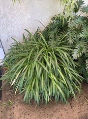 Spider Plant 10 Ready to Root Plants Easy Care Cleans Indoor Air