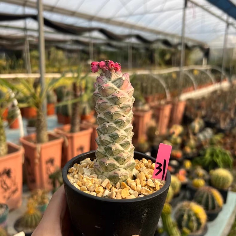 8CM Succulent Cactus Plant Monadenium Ritchiei Nyambense Variegated Cactaceae