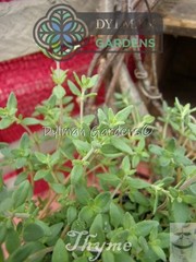 Common Garden Thyme Plant (Thymus vulgaris) Culinary Herb – Multiple Sizes