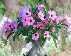 Adenium Swazicum ( Summer Impala Lily ) 1 Year Old Plant, Plus 2 bonus plants!