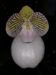 PINK PARVI WHITE POUCH VIETNAM PAPH ORCHID SPECIES micranthum eburneum 3″ pot
