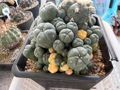 15-17cm LW Plant variegated family indoor and outdoor selfroot#