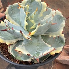 8CM Succulent Cactus Agave Plant Agave Isthmensis Variegated Home Garden Plant