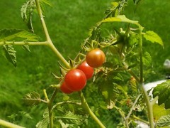 (50) FLOIDA EVERGLADES WILD TOMATO Seeds – Heirloom Cherry Organically Grown