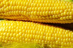 Honey Select Triple Sweet Corn Seeds | AAS Winner Untreated Yellow SY Seed 2023