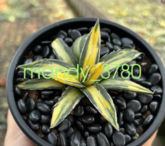 Agave victoriae-reginae var Golden color beautiful succulent 6-8cm