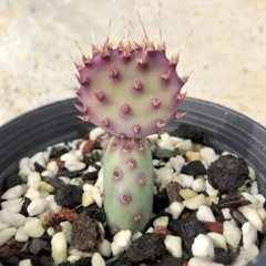 8CM Succulent Cactus Plant Opuntia Santarita（2-Head）Cactaceae Home Garden Plant