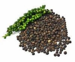 ~~BLACK PEPPER~~Piper nigrum~~Live STARTER Plant~~USA Seller~~