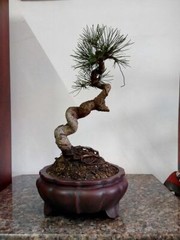 7.68in Chinese Classical Refine Zisha Handmate Round Potted Bonsai Plant Pot