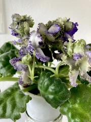 African Violet PLANT ~ AV-LYAGUSHONOK (Little frog) Starter Very Rare