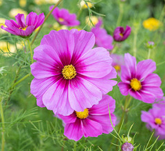 Cosmos Flower DELUXE Mix 12 Varieties Annual Summer Blooms Non-GMO 100 Seeds!