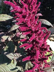 Amaranth OPOPEO Red Flower Edible Leaves & Grain Microgreens Non-GMO 1500 Seeds!