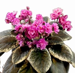 African Violet Plant Cajuns Hot Expectations Starter Plant Standard