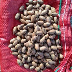 Fresh 2025 Paper Shell Pecans Whole in Shell