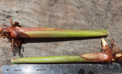 2X Orange Tropical Heliconia Rhizomes w/ 10 in stock, Exotic with bright Blooms!