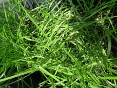 15 Fresh Seeds Pink / White / Yellow Rain Lily