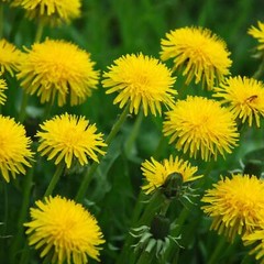 Dandelion Flowers – Seeds – Edible Flowers – Organic – Non Gmo – Heirloom Seeds
