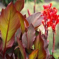 6 – KING HUMBERT Canna Lily Rhizomes bulbs purple/green Leaf, red/orange flowers