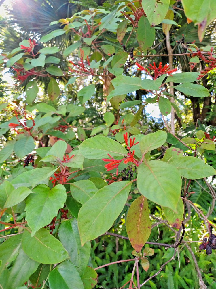 50+ Florida Native Firebush Seeds, Hamelia patens (Gathered 2026)