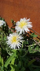 Japanese White Dandelion Seeds RARE 10 Organic Seeds *FREE SHIPPING*