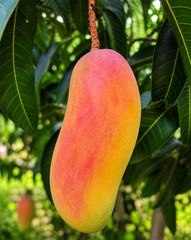 10 BIG Fresh South Florida Mangos VALENCIA PRIDE FRESH ORGANIC FRUIT