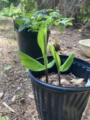 Shampoo Ginger Rhizomes x6 (Free x2 SUPRISE SLIPS p/ single order) Multiplies!