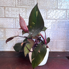 Pink Princess Philodendron Plant – FREE Shipping