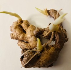 4-5 Sprouted Organic Ginger Roots Heirloom Curcuma Longa Rhizomes Root,Herb