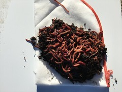 NaturesGoodGuys Live Red Worms 600 Adults – Red Wigglers