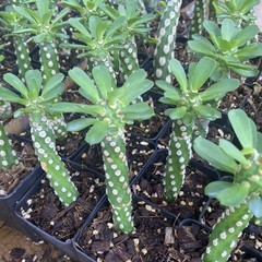 8CM Succulent Cactus Plant Euphorbia Royleana Spineless Euphorbiaceae Beautiful