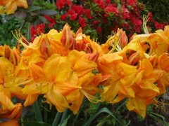 KLONDYKE~~Azalea Rhododendron~Well Rooted Starter Plant~MAY BE DORMANT!