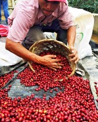 BRAZILIAN YELLOW BOURBON COFFEE BEANS PEABERRY MEDIUM ROASTED 2 POUNDS