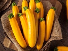Golden Zucchini Summer Squash Seeds, Goldmine Zucchini, NON-GMO, FREE SHIPPING