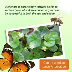 1 LB Dichondra Seed For Planting – Dichondra Repens Ground Cover Seeds