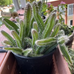 Dog tail cactus rooted Easy care . Soft thorns . Bare root plants from 3-7 ins
