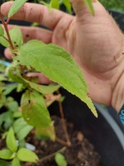 1 Red bush cherry, rooted starter plant. Zones 3-8. JOY JOEL or JAN