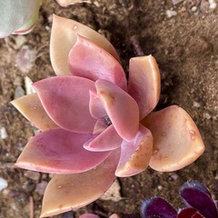 Rare Pink Succulent Graptoveria Dusty Easy Care Bare Root Live Plant 1-Head 2″