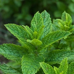 Peppermint, NON-GMO, Aromatic Perennial, Variety Packet Sizes, FREE SHIPPING