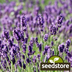 Munstead Lavender Seeds | 50 Seeds | Heirloom – Non-GMO | Free Shipping | 1137