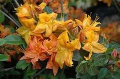 KLONDYKE~~Azalea Rhododendron~Well Rooted Starter Plant~MAY BE DORMANT!