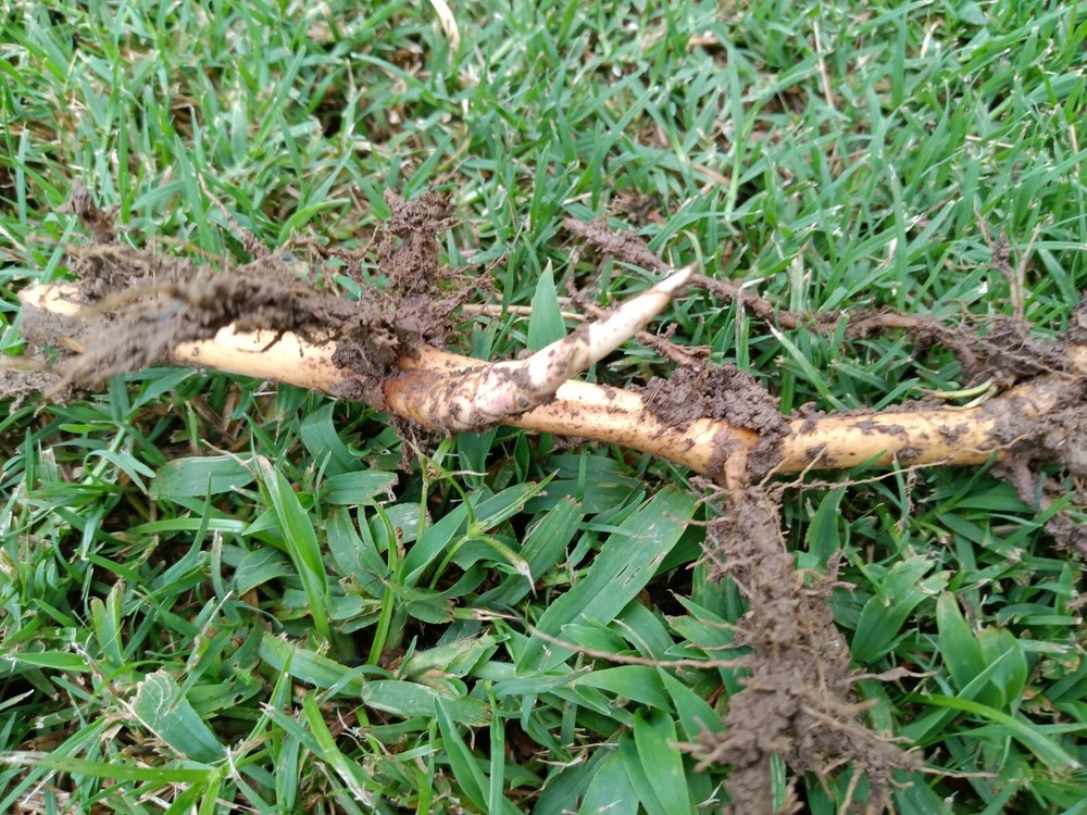 Fall Special MOSO Live Bamboo Root 6pc per order, 5 inches or longer each.