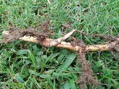 Fall Special MOSO Live Bamboo Root 6pc per order, 5 inches or longer each.