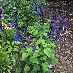 Salvia ‘Black and Blue’ – Tender Perennial – Live Starter Plant-FREE SHIPPING!!!