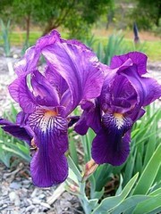 8 Bearded Iris Bulb Rhizomes – Beautiful Colors – Fresh Deer Resistant Perennial