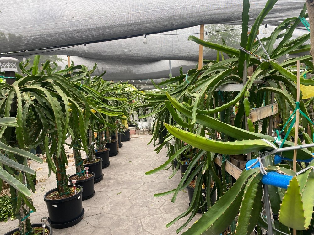 DRAGON FRUIT CUTTINGS – MULTIPLE VARIETIES – 8″ – 12: SIZE
