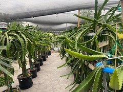 ULTRA RARE DRAGON FRUIT CUTTINGS – MULTIPLE VARIETIES – 8″ – 12: SIZE