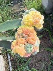 LW Multi Heads Succulent Plant variegated family indoor and outdoor 1PCS