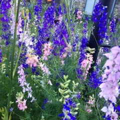 Landscaper’s Pack SHADE Mix Wildflowers Annual Perennial Heirloom 5000 Seeds!